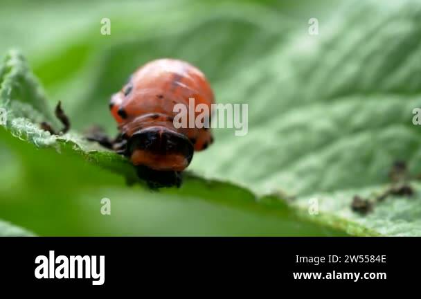 Colorao Insecto Colorado beetle (Leptinotarsa decemlineata) larva eating leaf of potato ...