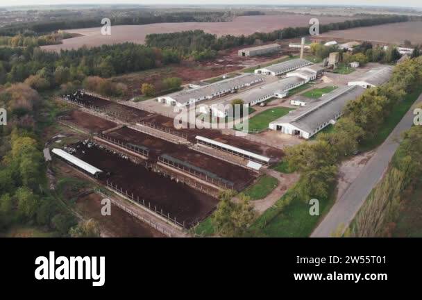 Lots of cows in corrals at dairy farmland. Industrial agriculture and ...