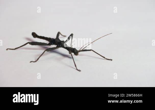Studio shot of an adult male of Trachyaretaon brueckneri, commonly ...