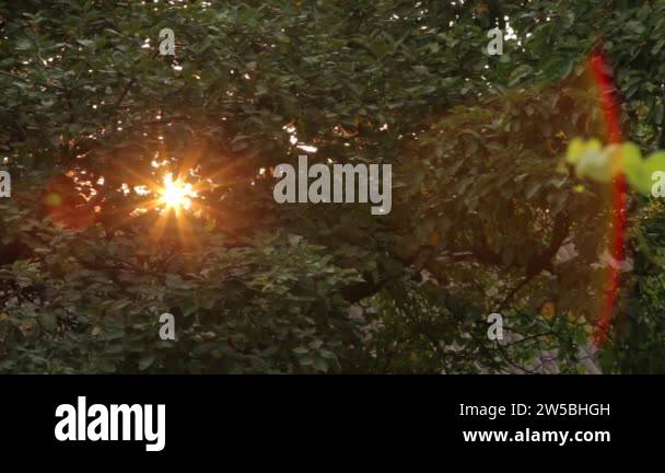 Lens flare through green leaves and branches of trees. Lens flare sun ...
