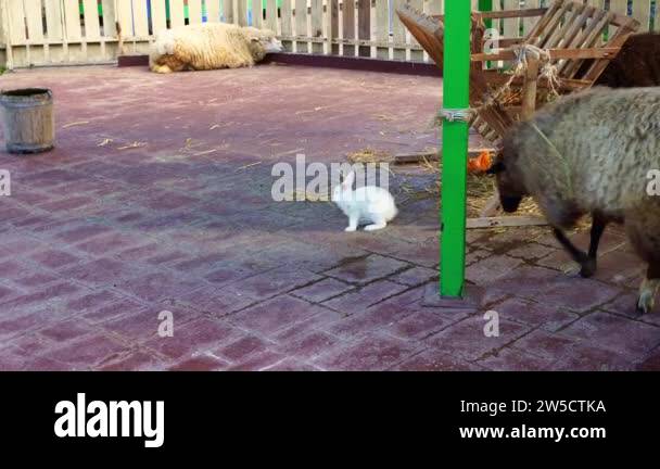 Rabbit enclosure Stock Videos & Footage - HD and 4K Video Clips - Alamy