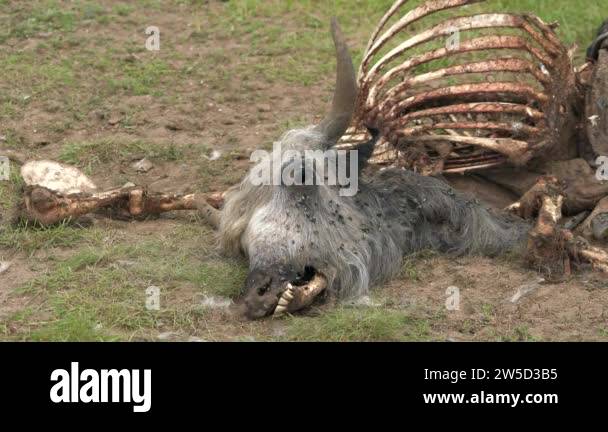 Old Dead Animal Carcass That Died Naturally.Carrion putrefaction decay ...