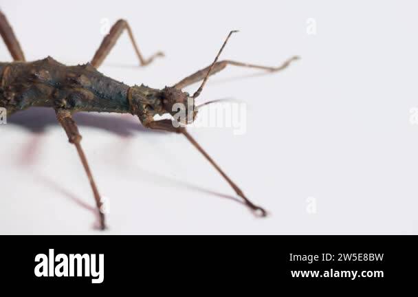 Studio shot of an adult female of Trachyaretaon brueckneri, commonly ...