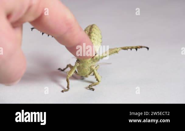 Human finger disturbing a young female of Heteropteryx dilatata on ...