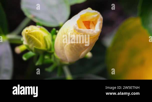 hibiscus-flower-blooms-the-bud-opens-and-blooms-into-a-large-white