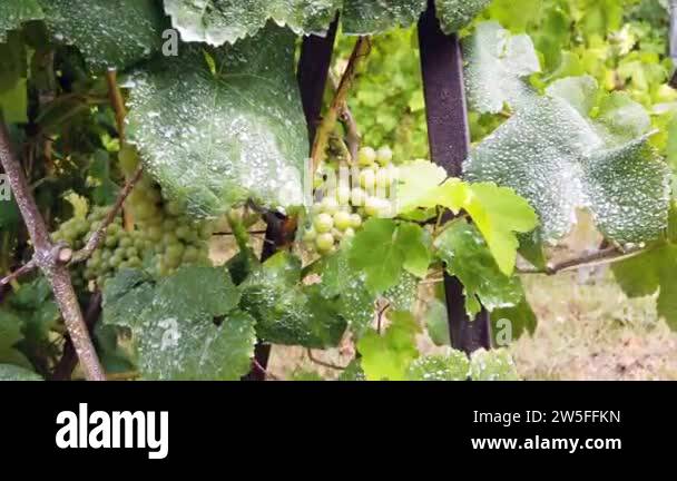 Grapevine plant Stock Videos & Footage - HD and 4K Video Clips - Alamy