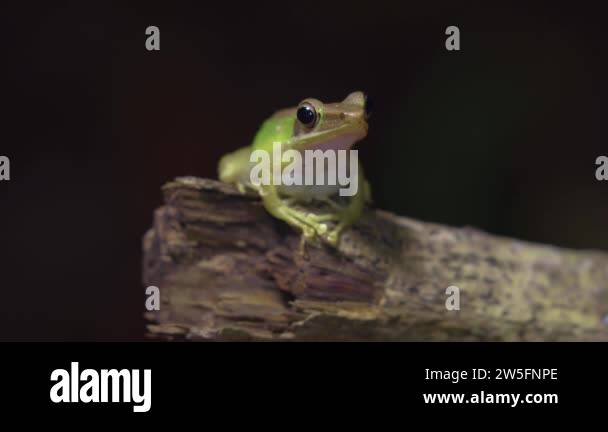 Malayan White-lipped Tree Frog (Chalcorana labialis) sitting on tree ...