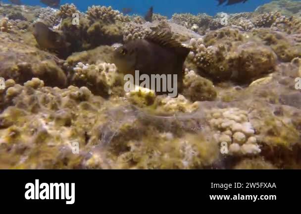 Group of Farmerfish protects the territory and burrows in the coral