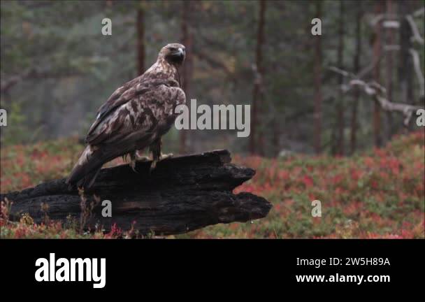 European raptor Stock Videos & Footage - HD and 4K Video Clips - Alamy