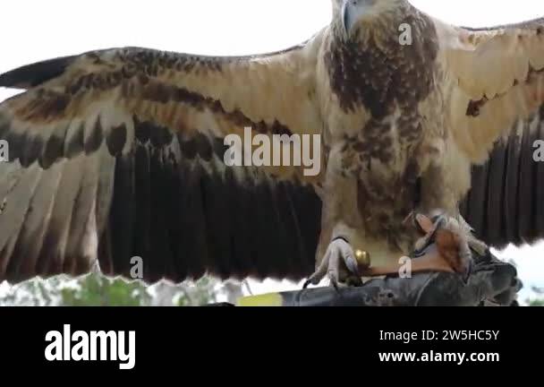 Biggest sea eagle Stock Videos & Footage - HD and 4K Video Clips - Alamy