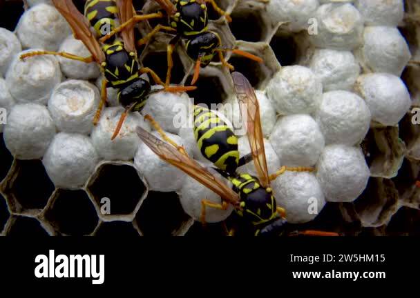 Wwasp Comb Wasps on combs with larvae feed and protect young wasps Stock Video ...