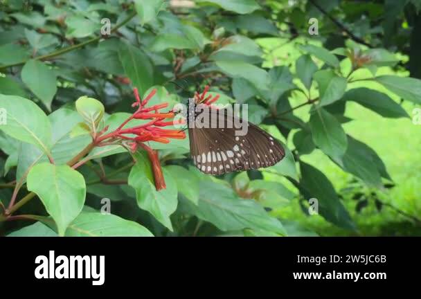 Butterfly common australian crow butterfly in Stock Videos & Footage