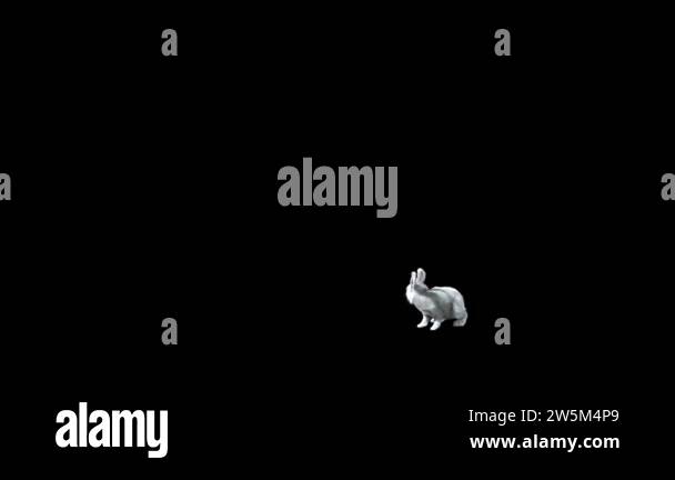 white rabbit jump into the scene from right side and looking around ...