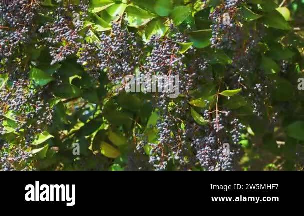 Ligustrum japonicum, known as wax-leaf privet or Japanese privet