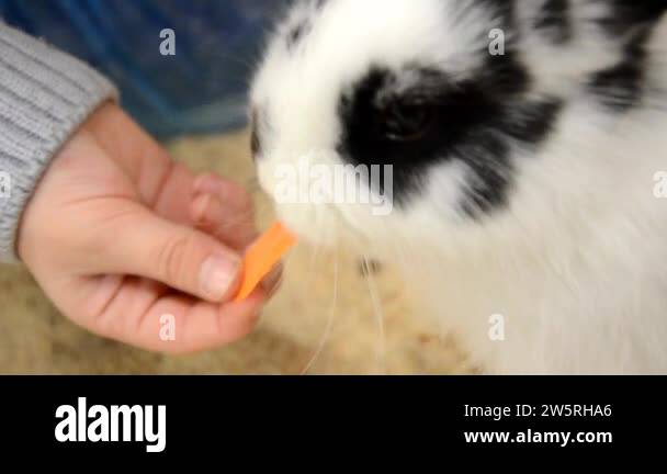 Gopher rabbit Stock Videos & Footage - HD and 4K Video Clips - Alamy