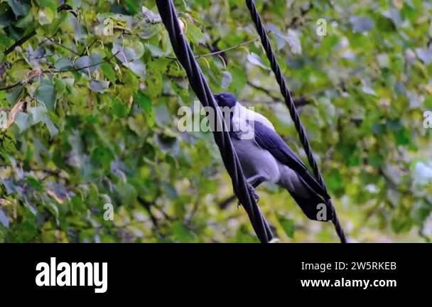 Big raven Stock Videos & Footage - HD and 4K Video Clips - Alamy