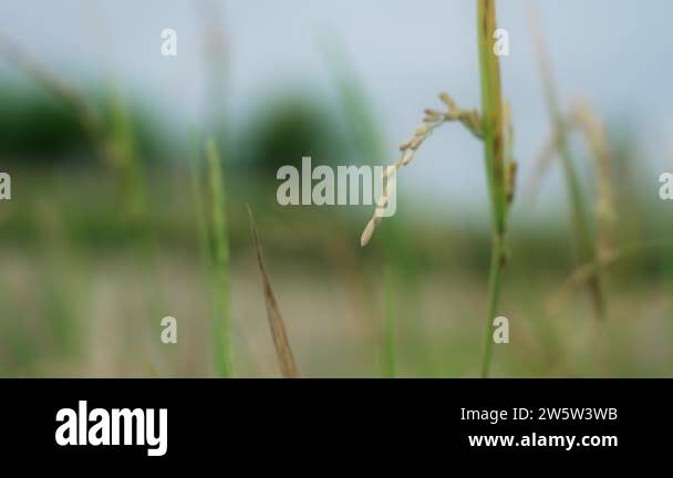 Spikelets Open In Rice A beautiful young ear of rice. Macro close-up of a spikelet of rice ...