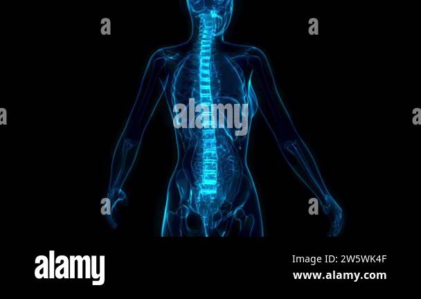 Cg healthcare 3d animation spine Stock Videos & Footage - HD and 4K ...