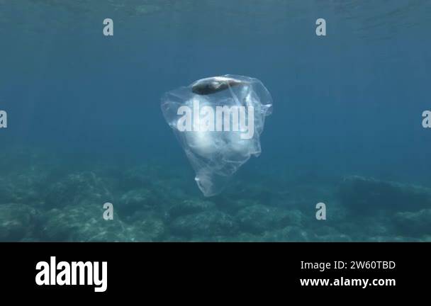 Plastic pollution, Pufferfish died hitting trapped in plastic bag ...