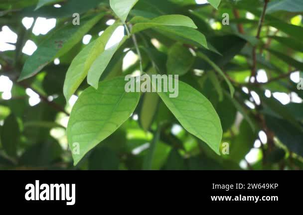 Green Bay leaf leaves hanging on the tree. Bay leaf is one of herbs and