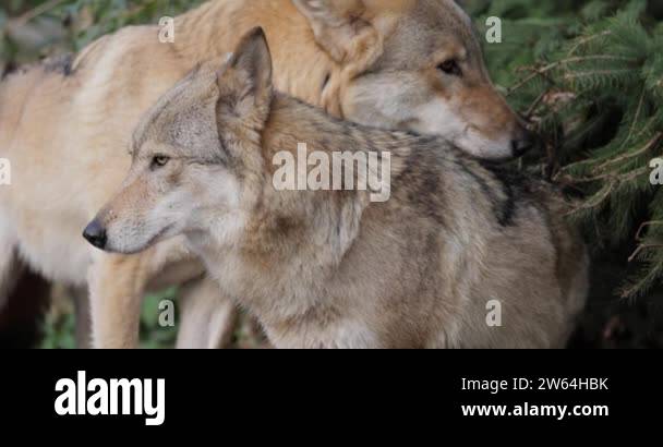 Wolf Canis Lupus Also Known As The Gray Wolf Is The Largest Extant wolf-canis-lupus-also-known-as-the-gray-wolf-is-the-largest-extant
