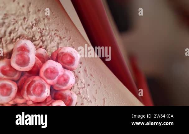 Cell proliferation, differentiation, migration, metabolism and behavior ...