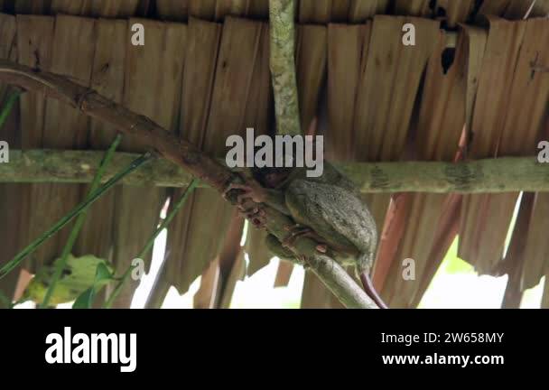 Smiling cute tarsier sitting on a tree, Bohol island, Philippines Stock ...