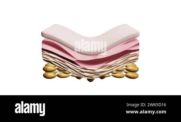 3d rendering of the anatomy of the skin layers front view Drops of ...
