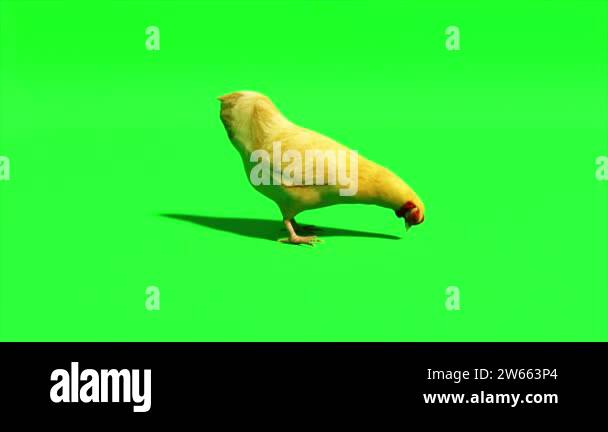 Chicken goes on an isolated green background. Chromakey. Green screen ...