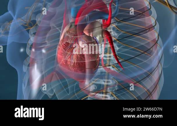 3d human body and heart anatomy Stock Videos & Footage - HD and 4K ...