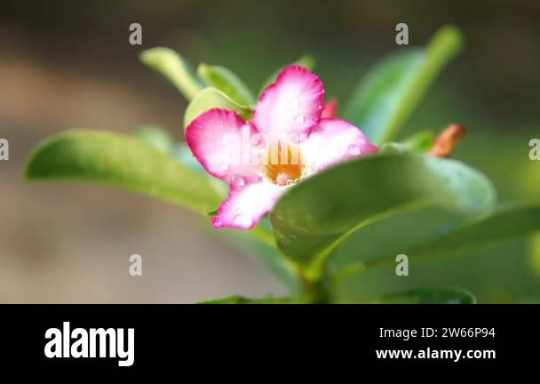 Adenium obesum pink Stock Videos & Footage - HD and 4K Video Clips - Alamy
