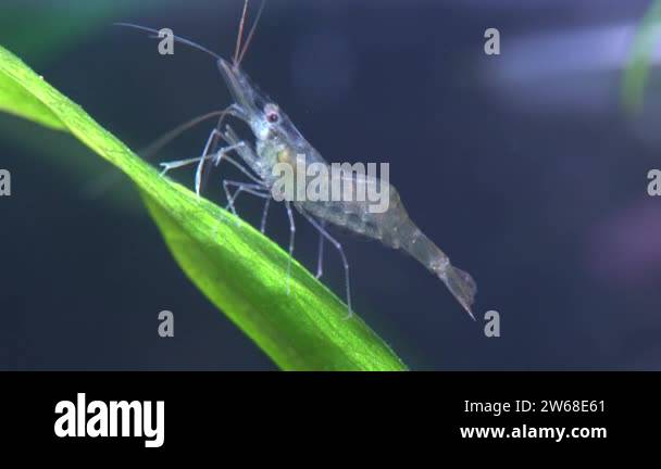 Freshwater ghost shrimp macro shot, or opaque glass shrimp with crooked  back tail. Algae-eating Pinocchio shrimp, Palaemonetes paludosus feeders.  Close up with very shallow depth of field Stock Video Footage - Alamy