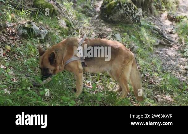 Stunning Dog Stomach Problems From Eating Fresh Grass image