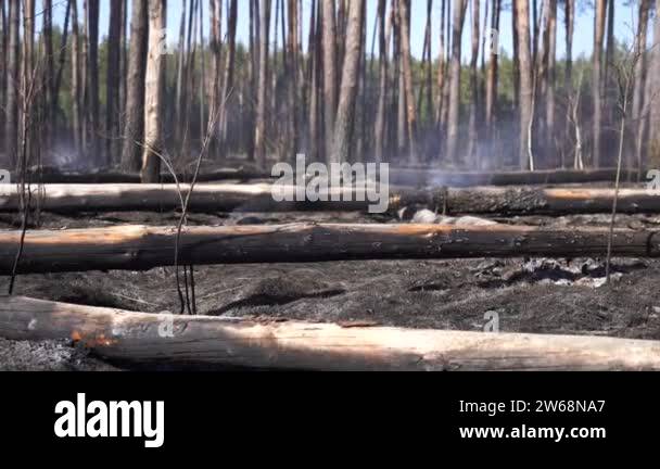 Ash tree damage Stock Videos & Footage - HD and 4K Video Clips - Alamy
