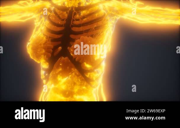 Organs of the human human body Stock Videos & Footage - HD and 4K Video ...