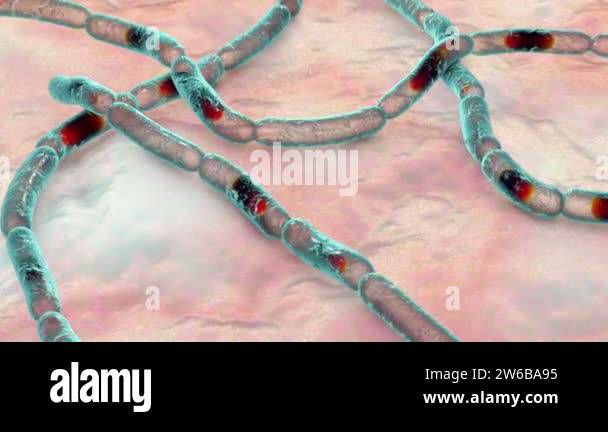 Bacteria Bacillus anthracis, the causative agent of anthrax disease, 3D ...
