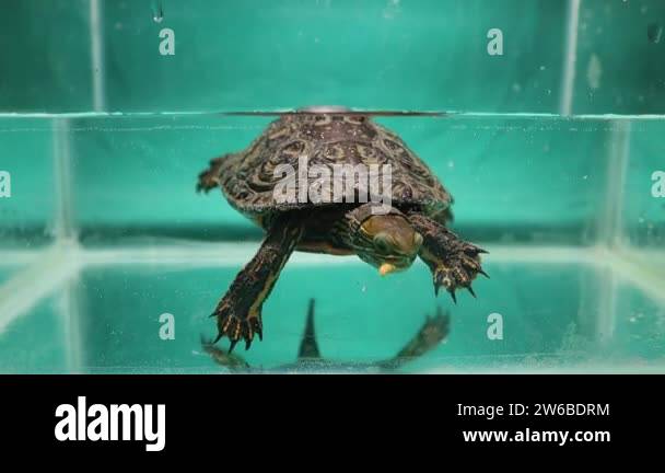Caspian Turtle eating mealworms underwater. It's also called striped