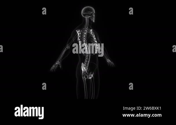 3d Animation of a male human body, skeleton and the brain in X-ray ...