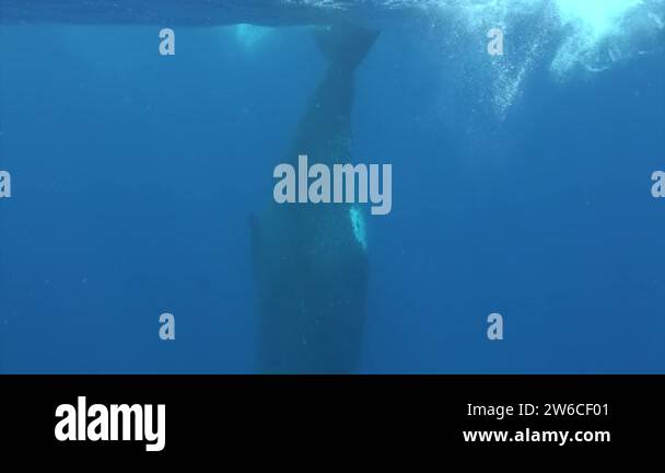 Tail humpback whale above water Stock Videos & Footage - HD and 4K ...