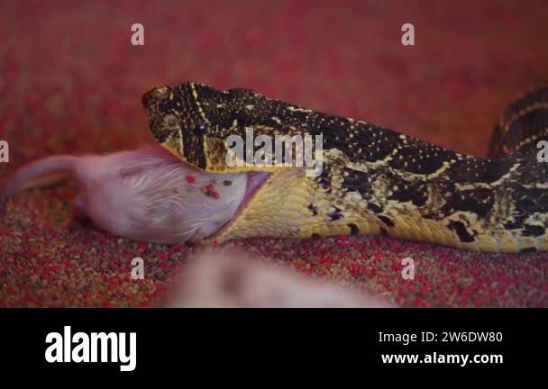 View of Snake feeding behavior Stock Videos & Footage - HD and 4K Video Clips ...