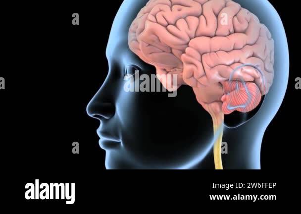 Brain spinal cord Stock Videos & Footage - HD and 4K Video Clips - Alamy