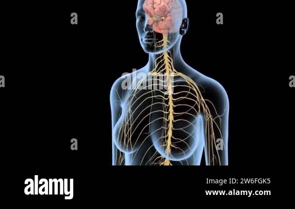 Brain cells spinal cord Stock Videos & Footage - HD and 4K Video Clips ...