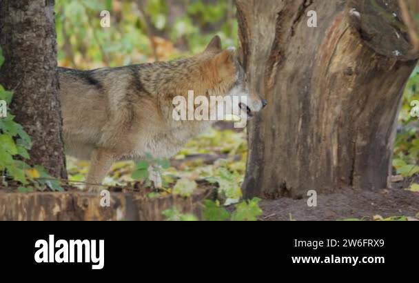 Wolf Canis Lupus Also Known As The Gray Wolf Is The Largest Extant wolf-canis-lupus-also-known-as-the-gray-wolf-is-the-largest-extant