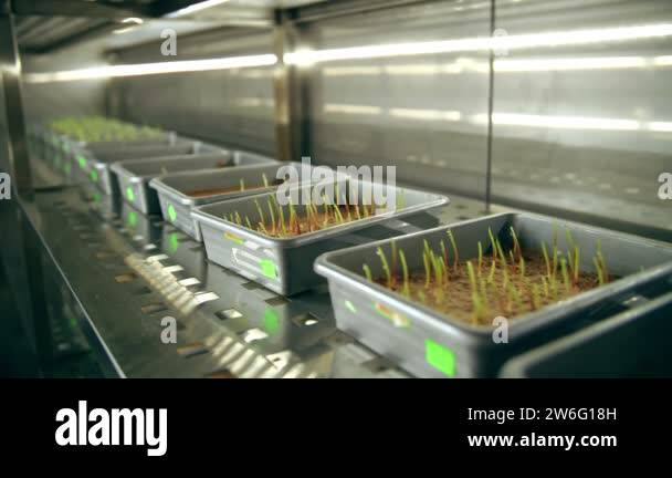 sprouted corn seeds. close-up. laboratory containers with sprouted in ...