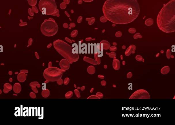 Red blood cells in an artery, flow inside body, medical human health ...