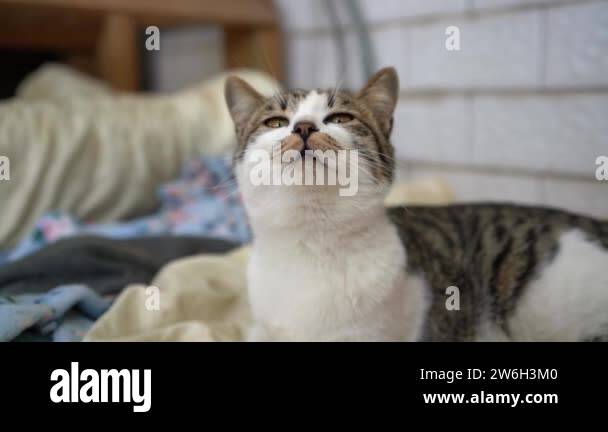 Cute spotted chinese rural cat Stock Videos & Footage - HD and 4K Video ...