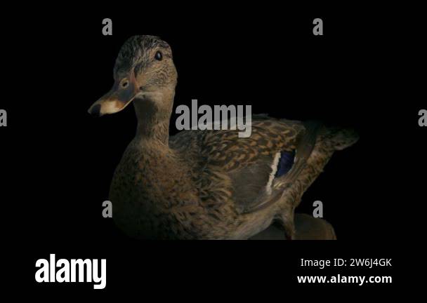 Duck bird display nature science Stock Videos & Footage - HD and 4K ...