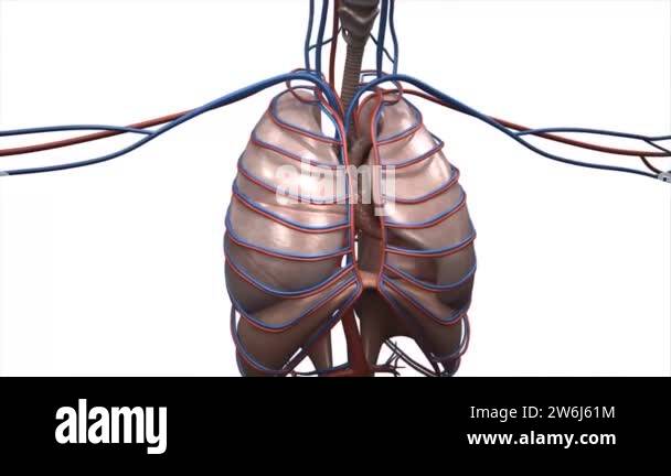 Heart and circulation system Stock Videos & Footage - HD and 4K Video ...