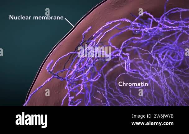 Smooth and rough endoplasmic reticulum Stock Videos & Footage - HD and ...