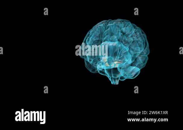 Illustration human midbrain anatomy Stock Videos & Footage - HD and 4K ...